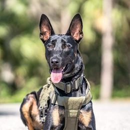 EndEx - Dutch Shepherd