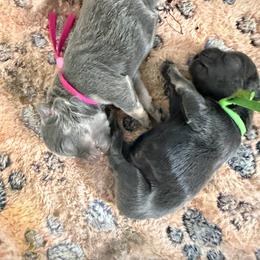 Rick - Blue male French Bulldog puppy in Philadelphia, Pennsylvania from Kiki Leigh Frenchies