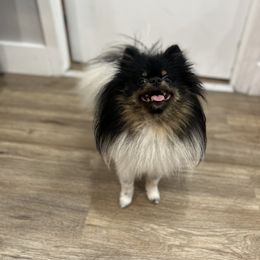 Pomeranian Puppies from Luxury Poms