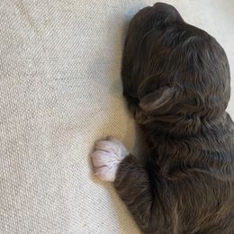 Lagotto Romagnolo Puppies from Southern Lagotto