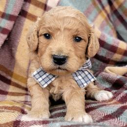 Churro - Apricot male Goldendoodle puppy in Temecula, California from Oodles O'Doodles