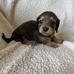 Girl 3 - Dachshund puppy in Perris, California from Doxie_pupps