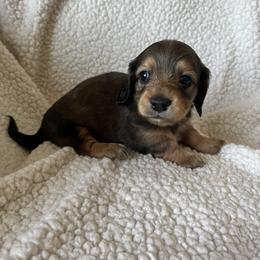 Girl 3 - Dachshund puppy in Perris, California from Doxie_pupps