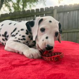 Kingston - White and black male Dalmatian puppy in Decatur, Alabama from Hollytree Dalmatians