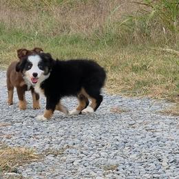 Vince - Black tri male Toy Australian Shepherd puppy in Leonard, Texas from Tin Roof Aussies