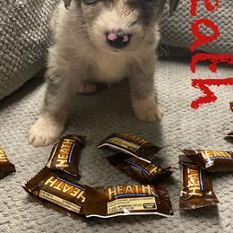 Aussiedoodle and Australian Shepherd Puppies from Rainbow Ranch
