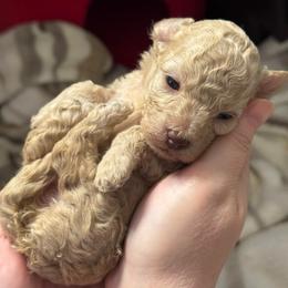 Cumin - Cream female Poodle puppy in Haines City, Florida from Noelle Poodles