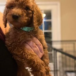 Poodle Puppies from Az Dandelion Doodles