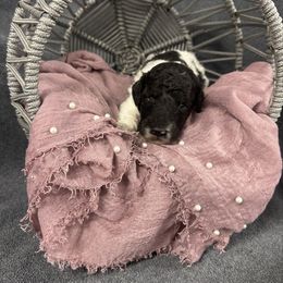 Bubbles - Parti female Poodle puppy in Poplarville, Mississippi from Southern Belle Poodles