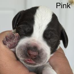 Girl 3 - female German Wirehaired Pointer puppy in Muncie, Indiana from Altitude Kennel