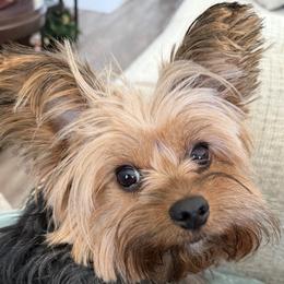 Nola - Yorkshire Terrier