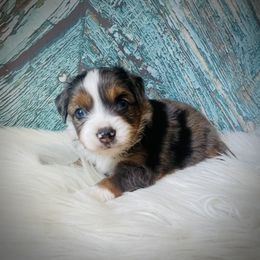 River - Blue merle female Miniature Australian Shepherd puppy in Opelika, Alabama from Haden’s Mini Aussies