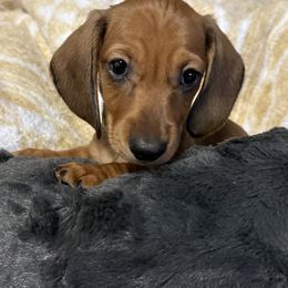 Slinky - Red male Dachshund puppy in Moreno Valley, California from DeLorenzo Dachshunds