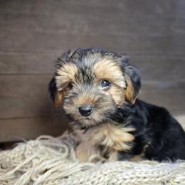 Raya - Black and tan female Yorkshire Terrier puppy in Mountain Grove, Missouri from Precious Puppies