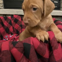 Vizsla Puppies from Highland Vizslas