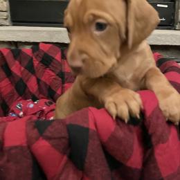 Vizsla Puppies from Highland Vizslas