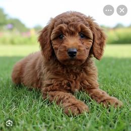 Molly - Goldendoodle