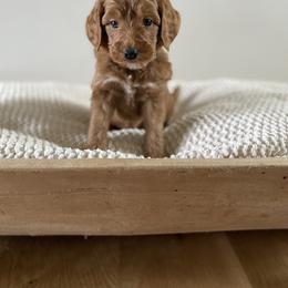 Bernedoodle, Goldendoodle, and Poodle Puppies from Central Valley Canine Companions