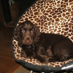 Field Spaniel Puppies from SandsCape Field Spaniels