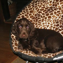 Field Spaniel Puppies from SandsCape Field Spaniels