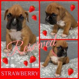 Strawberry - Fawn female Boxer puppy in Junction City, Oregon from Vincent's Pride Boxers ~ Dudley's Dream Boxers