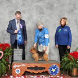 Norfolk Terrier and Norwich Terrier All Grown Up from Infinity Kennels