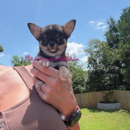 Thragg - Black and tan male Chihuahua puppy in Anderson, South Carolina from Lil Treasures Chihuahuas