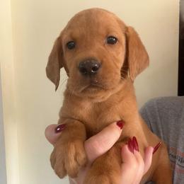 Cider - Yellow male Labrador Retriever puppy in Lucasville, Ohio from Backwoods Labradors