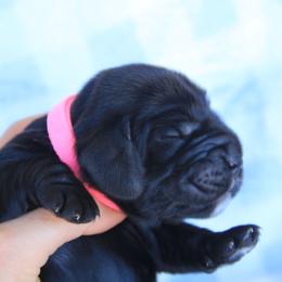 Pink Collar Black Girl - Black female English Cocker Spaniel puppy in Roseburg, Oregon from Coco Kennel