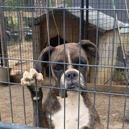 Roxi - Brindle female Boxer puppy in Hartsville, South Carolina from Amy's Boxers