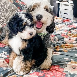 Bernedoodles and Cavapoos from Cariad Doodles