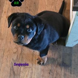 Sequoia - Black and mahogany female Rottweiler puppy in Tangent, Oregon from Raya's Royals