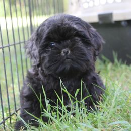 Black boy 2 - Black male Shih Tzu puppy in Newark, Ohio from Gemini Kennels