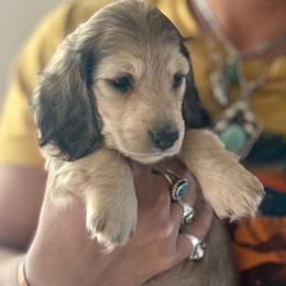 Shaded cream girl - Cream female Dachshund puppy in Wickenburg, Arizona from Glossy Doxies