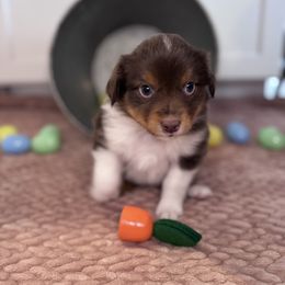 Miniature Australian Shepherd Puppies from Spruce It Up
