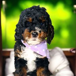 Kiwi - Tri-color male Bernedoodle puppy in Beecher, Illinois from Erica’s Doodles