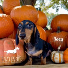 Joey - Black and tan male Dachshund puppy in Royse City, Texas from Truehearted Miniature Dachshunds