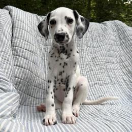 Summer Penguin - LUA short coat - White and black female Dalmatian puppy in Jefferson, Georgia from Spotted Jewels Dalmatians
