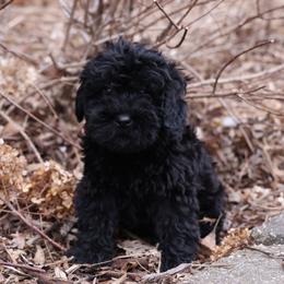 Kacia - Black female Whoodle puppy in West Bend, Iowa from Blue Skies Terriers