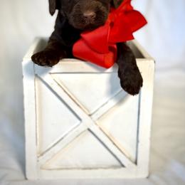 Miss Red - Chocolate female Australian Labradoodle puppy in Wake Forest, North Carolina from Lucky Country Labradoodles