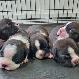 Boston Terrier Puppies from I Love Pups