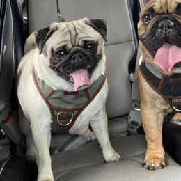French Bulldogs and Pugs from House of Pugs and French BullDogs