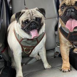 French Bulldogs and Pugs from House of Pugs and French BullDogs