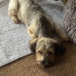Yorkipoo All Grown Up from Little Creek Yorkiepoos