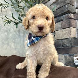 Thunder - Cream male Goldendoodle puppy in Wyandotte, Oklahoma from Goldendoodles of NE OK