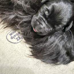 Girl 1 - Black female Giant Schnauzer puppy in Bois D’arc, Missouri from Down Low Kennels
