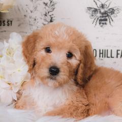 Bordoodle Puppies from 2J 2K Bordoodles