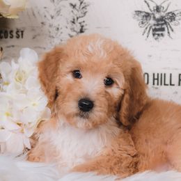 Bordoodle Puppies from 2J 2K Bordoodles