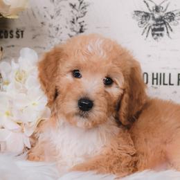 Bordoodle Puppies from 2J 2K Bordoodles