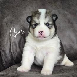 Gale - Agouti and white female Alaskan Malamute puppy in Brookwood, Alabama from Sunset Malamutes